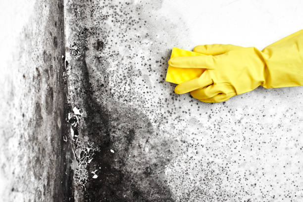 Best Mold Odor Removal Services  in Milton Freewater, OR