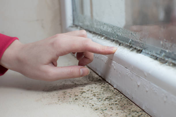 Best Crawl Space Mold Remediation  in Milton Freewater, OR